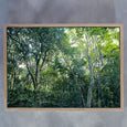Crazy Forest - 2x Large Art prints