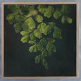 Dark Foliage - 4x Square Art prints