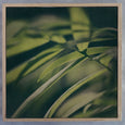 Dark Foliage Square 2