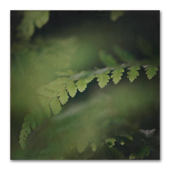 Dark Foliage Square 3
