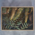 Earthy Ferns - 2x Large Art prints (L)