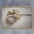 Ethereal, Mixed Gallery Wall - 5x Art prints