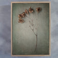Foraged - 1x Large Art print