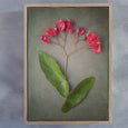 Foraged Gallery Wall - 5x Art prints, set 3