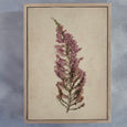 Fynbos Garden Gallery Wall - 7x Art prints, set 2