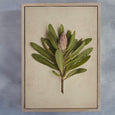 Fynbos Garden Gallery Wall - 7x Art prints, set 2