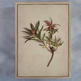 Fynbos Garden - 3x A2 Art prints