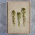 Fynbos Garden - 2x Large Art prints, set 3