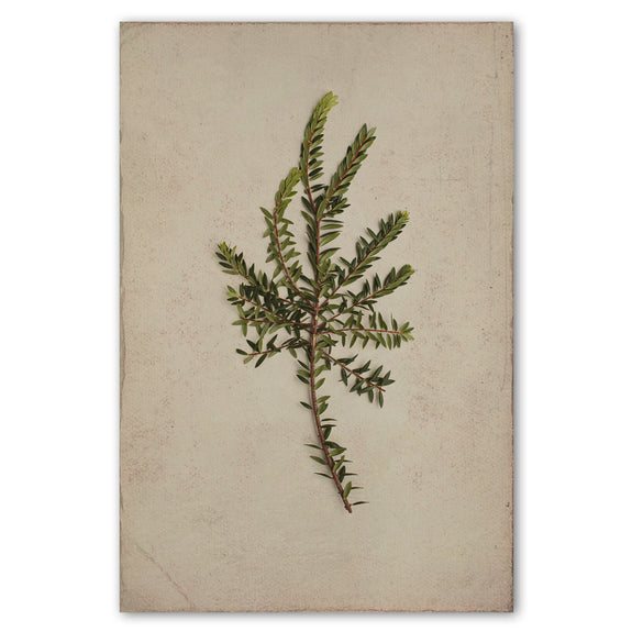 Fynbos Garden 8