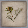 Fynbos on Linen 10