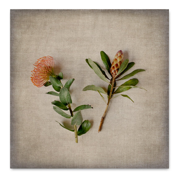 Fynbos on Linen 11