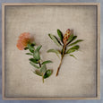 Fynbos on Linen 11