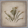 Fynbos on Linen - 2x Large Square Art prints