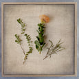 Fynbos on Linen 4