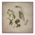 Fynbos on Linen 6