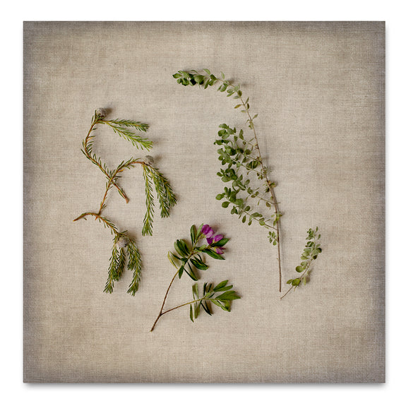 Fynbos on Linen 6