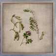Fynbos on Linen 6