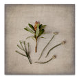 Fynbos on Linen 8