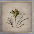 Fynbos on Linen 8