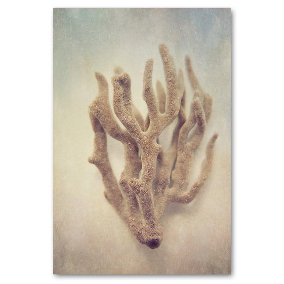 Gifts of the Sea 4