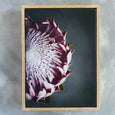 King on Gray 2 - 100x150cm Art print
