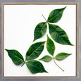 Square Leaves 1