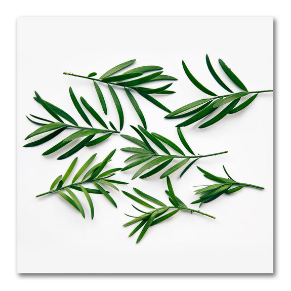 Square Leaves 2