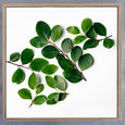 Square Leaves 3