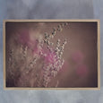Blush, Mixed Gallery Wall - 5x Art prints