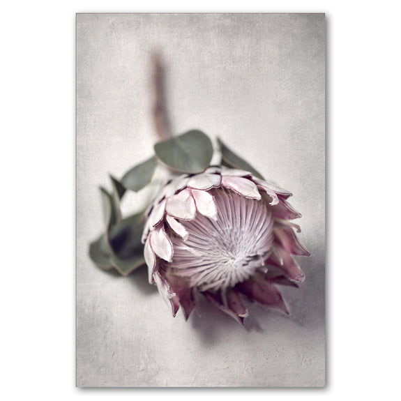 Pale Proteas 1