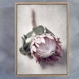 Pale Proteas 1