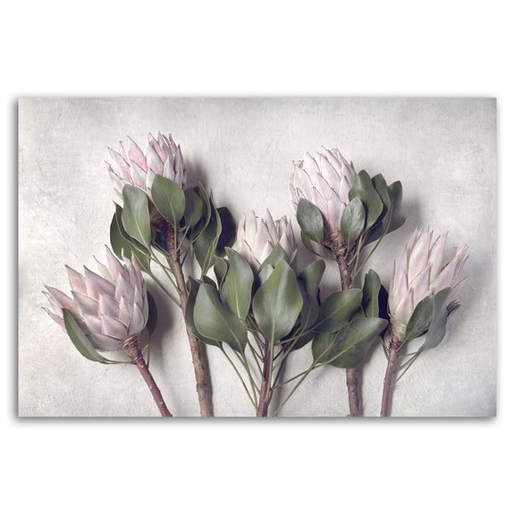 Pale Proteas 3