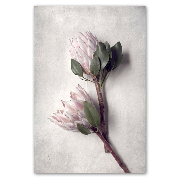 Pale Proteas 2