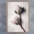 Pale Proteas 2