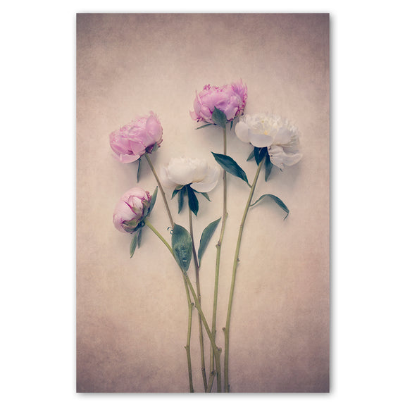 Peonies 1