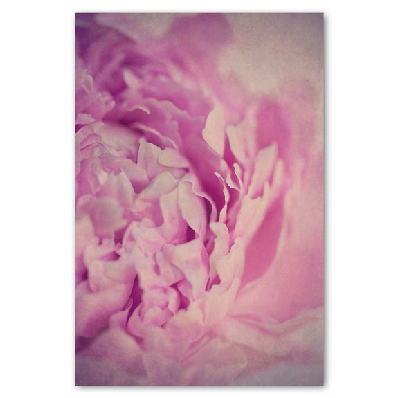 Peonies 2