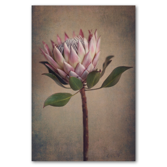 Protea Still