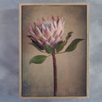 Protea Still