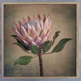 Protea Still - 3x Square Art prints, set 1