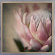 Protea Still - 3x Square Art prints, set 1