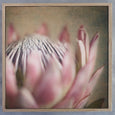 Protea Still - 3x Square Art prints, set 1