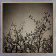 Reaching Trees Square 2