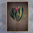 Red Protea - 2x Large Art prints
