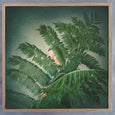 Protea & Plant Girls - 2x Square Art prints