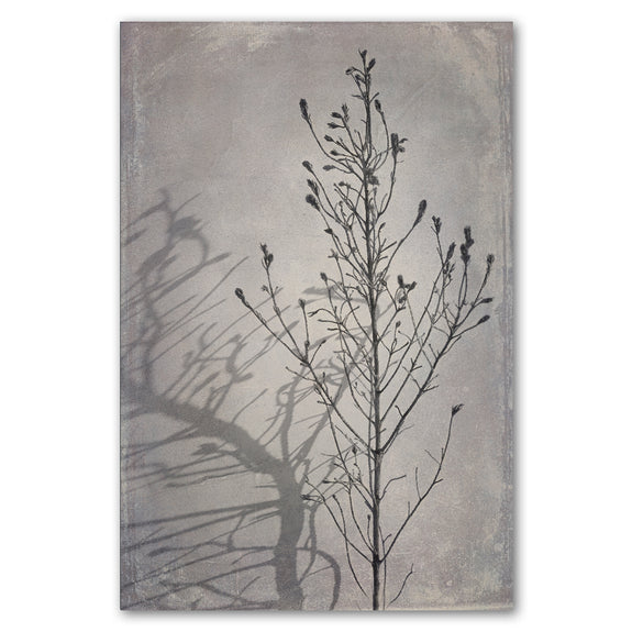 Shadowplay 1