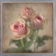 Soft Blooms - 3x Square Art prints