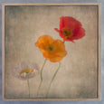 Soft Blooms - 3x Square Art prints
