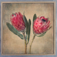 Mixed Protea Gallery Wall - 7x Art prints
