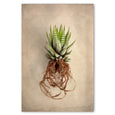 Succulent Study 1