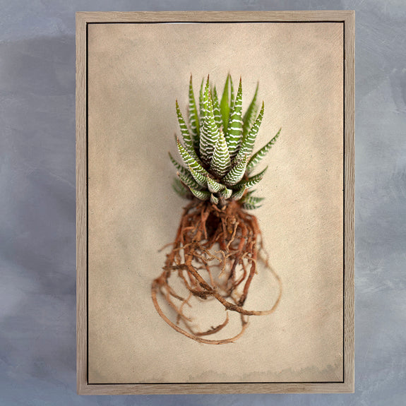 Succulent Study 1